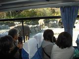  バスの車内からゾウを観察