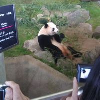 可愛らしすぎるパンダを撮影