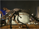 大きな恐竜の化石
