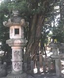 八幡神社のラカンマキ
